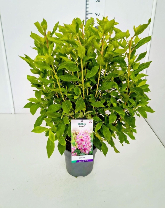 <h4>Clethra alnifolia</h4>