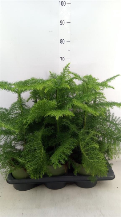 <h4>Araucaria heterophylla</h4>