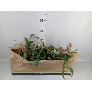 Aeschynanthus marmoratus