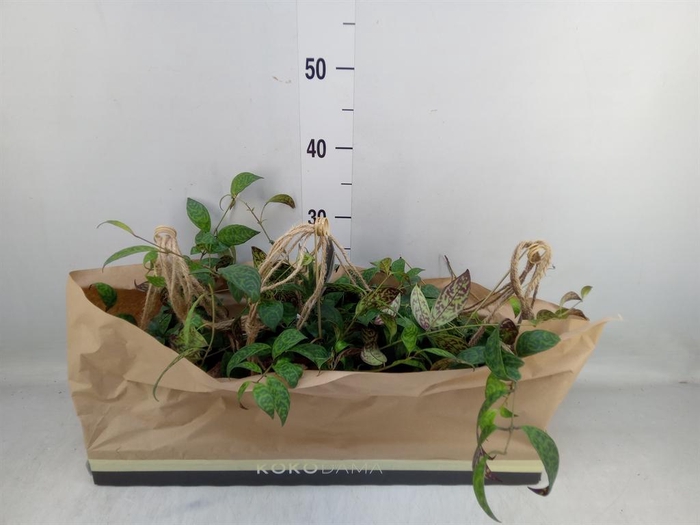 <h4>Aeschynanthus marmoratus</h4>