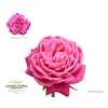 Rosa Meilland Alexander Astier