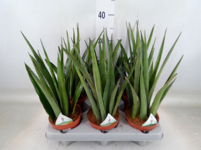 <h4>Sansevieria bacularis</h4>