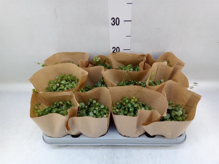 <h4>Peperomia pros.</h4>