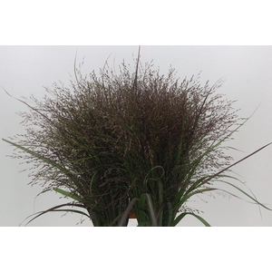 Panicum Warrior
