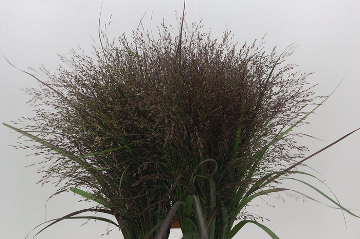 <h4>Panicum Warrior</h4>