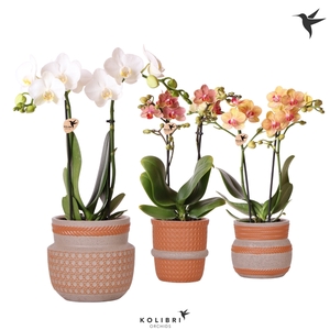 Kolibri Orchids Phalaenopsis mix 2 spike in Ethnic terracotta