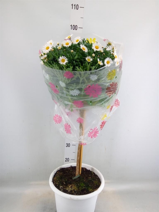 <h4>Argyranthemum   ...</h4>