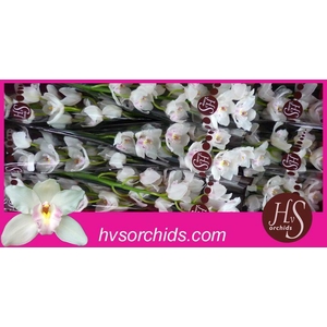 CYMB T JU DOS PUEBLOS 60 CM