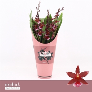 Barrocco Red, 5/6-spike Compact 'Orchid Collection' Potcover