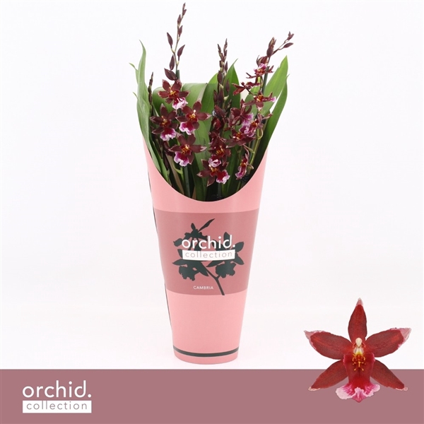 <h4>Barrocco Red, 5/6-spike Compact 'Orchid Collection' Potcover</h4>
