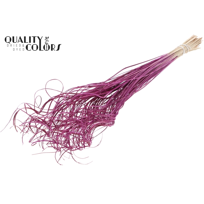 <h4>Palm Curly TT 100pc per bunch Lilac</h4>