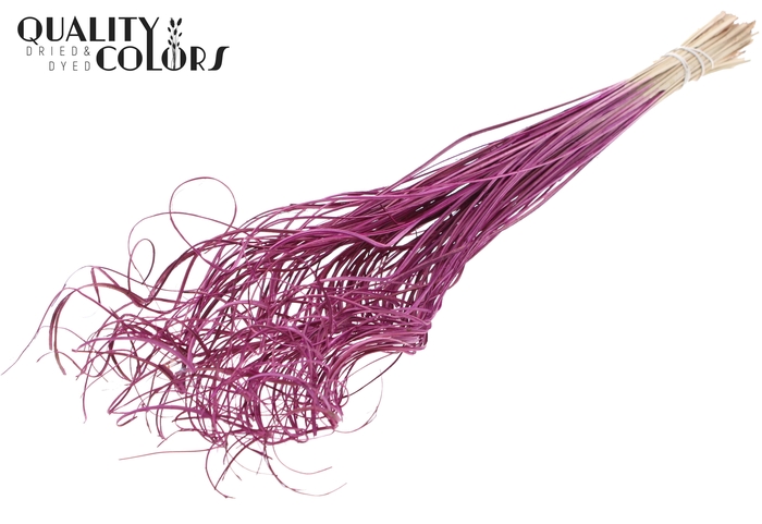 Palm Curly TT 100pc per bunch Lilac