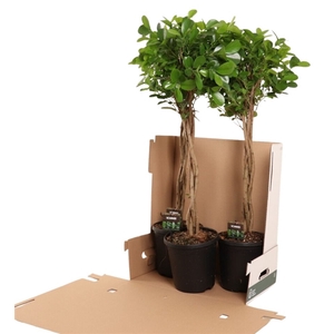 Ficus micr. Moclame gevlochten stam in fust 352