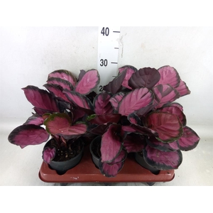 Calathea roseopicta 'Crimson'