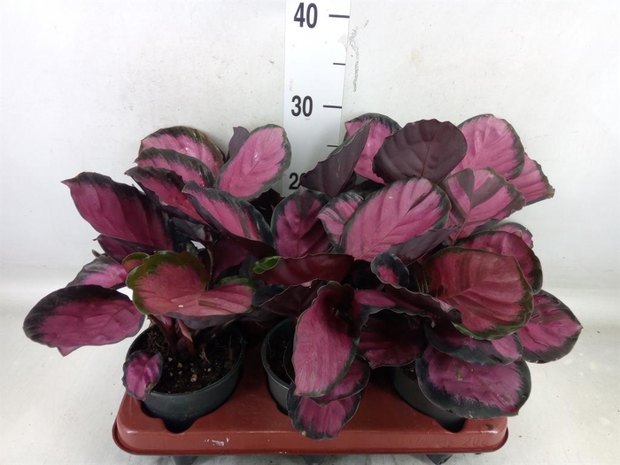 <h4>Calathea roseopicta 'Crimson'</h4>