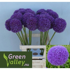 Allium Giganteum