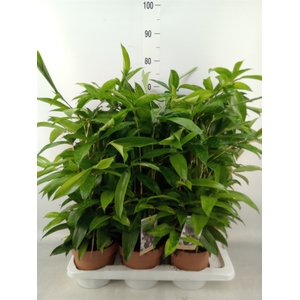 Dracaena surculosa
