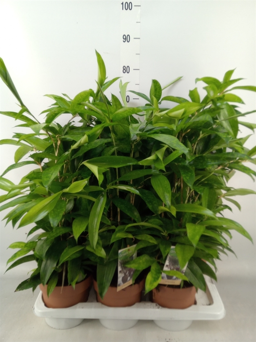 <h4>Dracaena surculosa</h4>