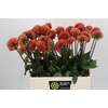 Dahlia Cornel Bronze