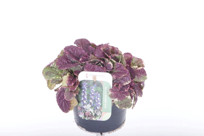 <h4>Ajuga reptans Burgundy Glow</h4>