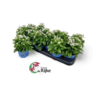 MYOS SY MON AMI WHIT