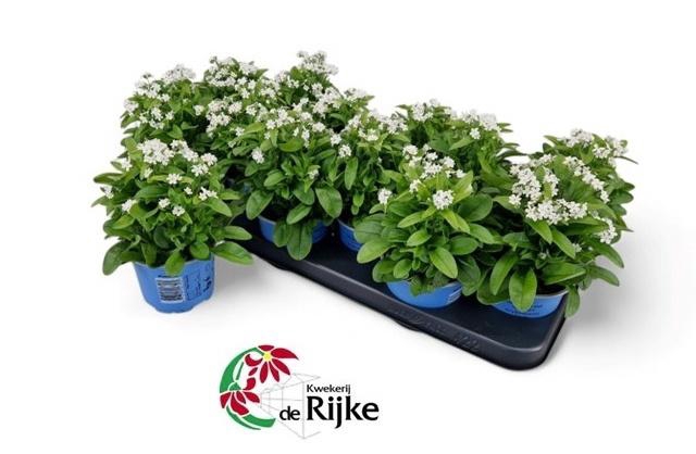 <h4>MYOS SY MON AMI WHIT</h4>