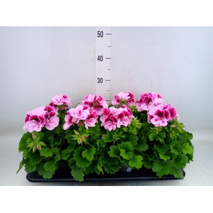 Pelargonium gran.   ..