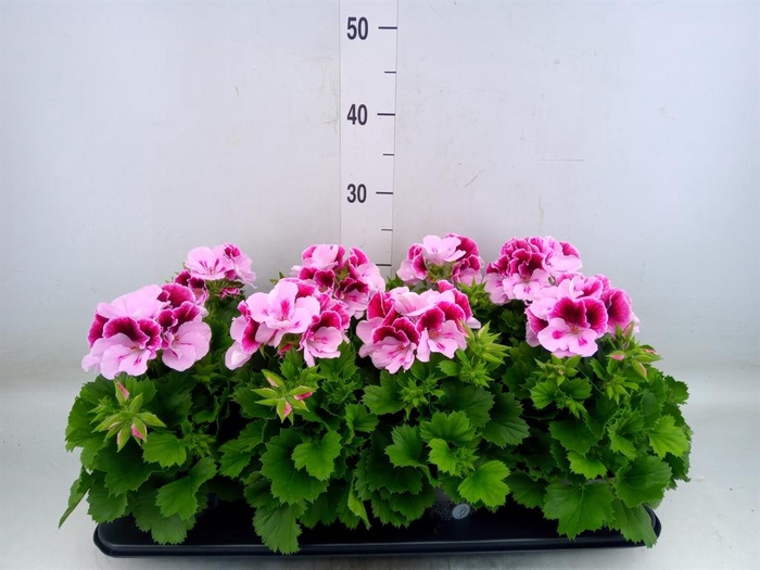 <h4>Pelargonium gran.   ..</h4>