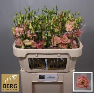 Lisianthus do alissa champagne