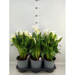 Zantedeschia  'Captain Fresco'