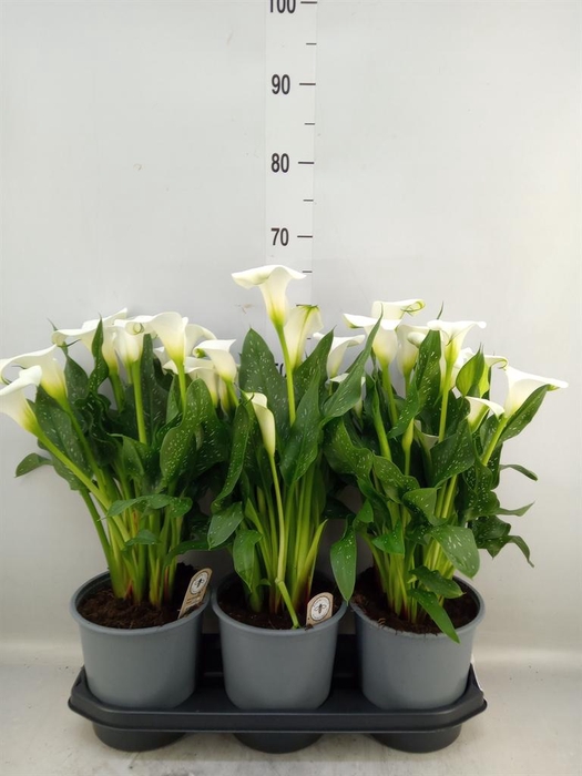 <h4>Zantedeschia  'Captain Fresco'</h4>