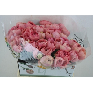 Ran Cloni Ex Champagne