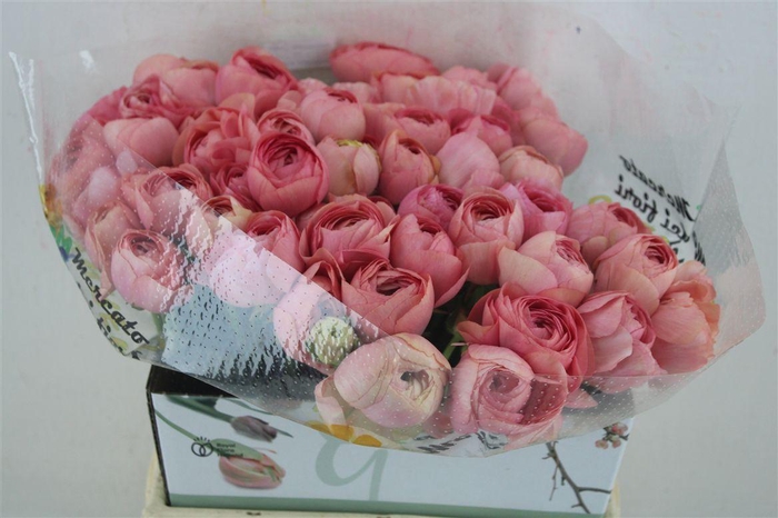 <h4>Ran Cloni Ex Champagne</h4>