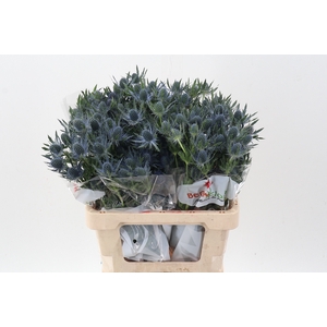 Eryn Mag Blue Lagoon 60cm