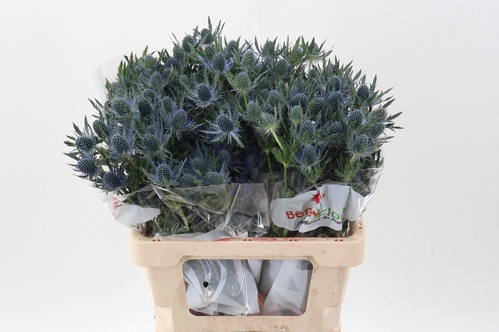 <h4>Eryn Mag Blue Lagoon 60cm</h4>