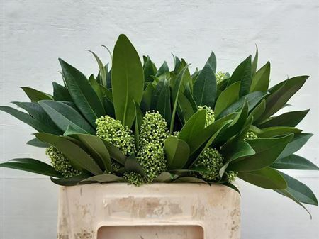 <h4>Skimmia C Kew Green</h4>