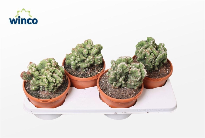 Cereus Peruvianus Monstruoza Cristata