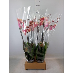 Phalaenopsis   ...