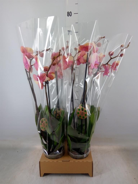 <h4>Phalaenopsis   ...</h4>