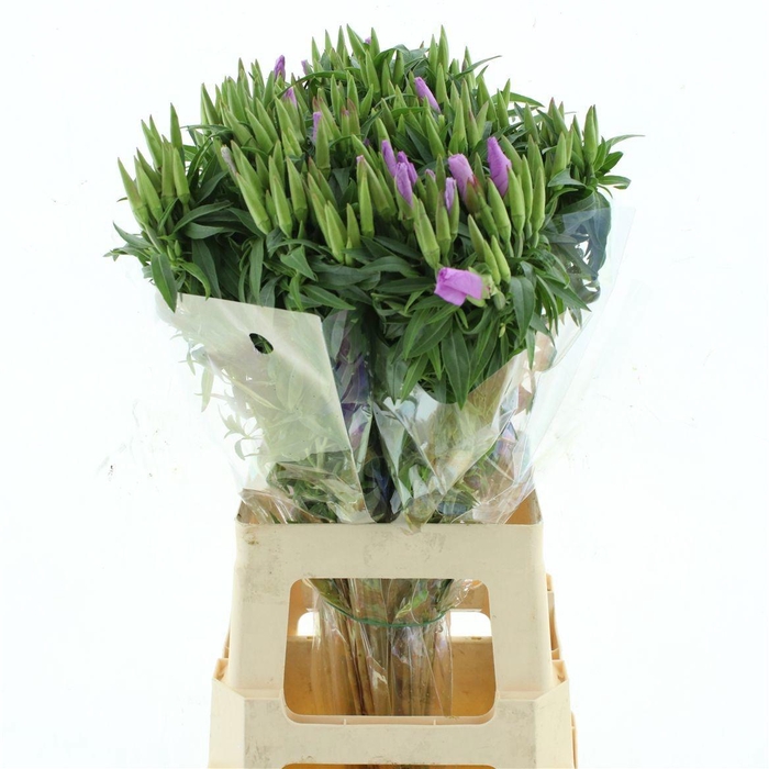 <h4>CLARKIA LAVENDEL</h4>