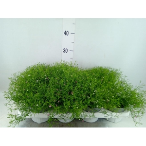 Gypsophila muralis   ...mix /pot