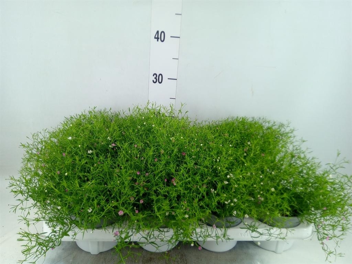 <h4>Gypsophila muralis   ...mix /pot</h4>