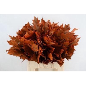 Quercus rubra   ...colored H%