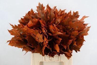 <h4>Quercus rubra   ...colored H%</h4>