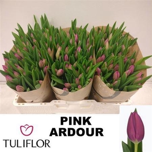 Tu En Pink Ardour