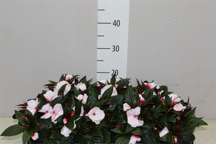 <h4>Impatiens Ng Rose</h4>