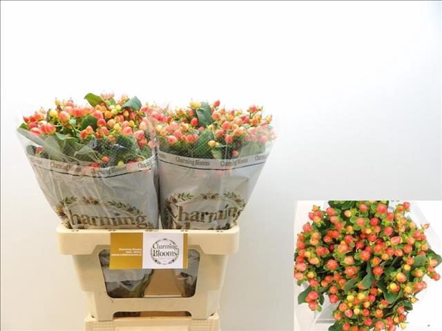 <h4>Hypericum Magical Royal Princess</h4>