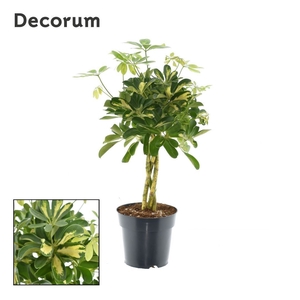 Schefflera Gold Capella vlecht (Decorum)