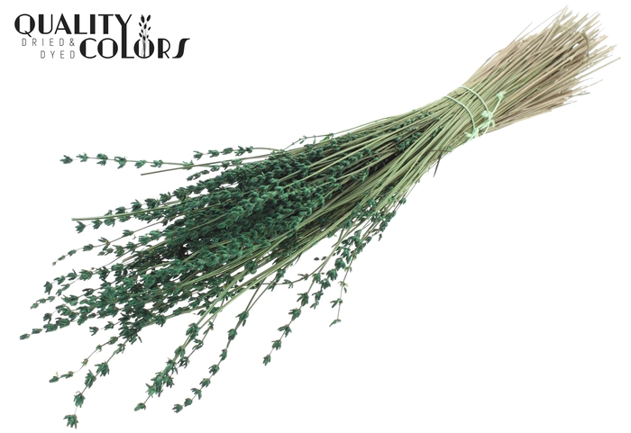 Lavendel per bunch Green