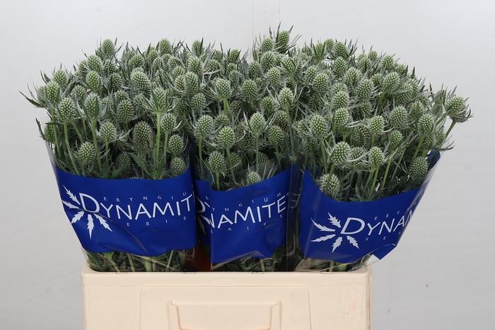 Eryngium Silver Dynamite